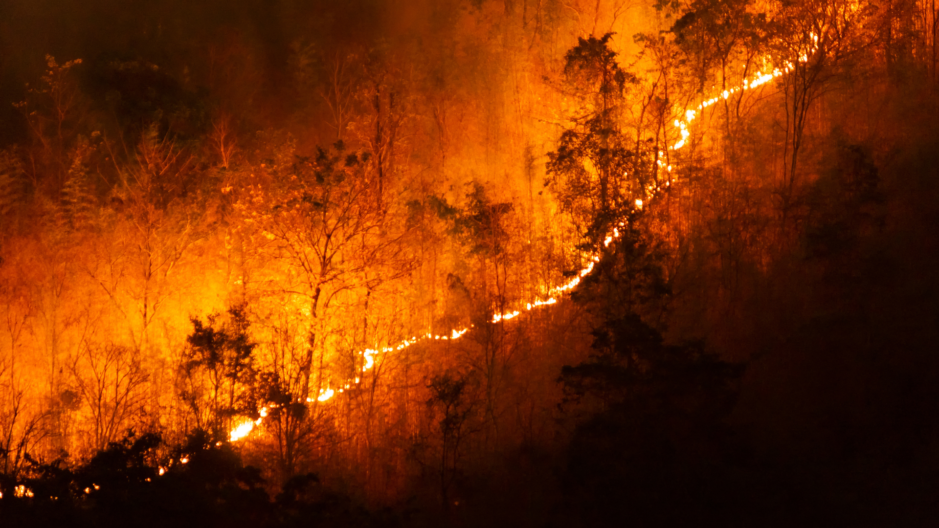 Wildfire burning trees